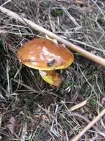 goldröhrling_576x768.JPG