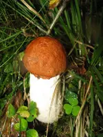 andere rotkappe_576x768.JPG