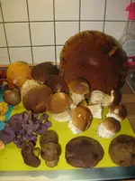 019_576x768.webp