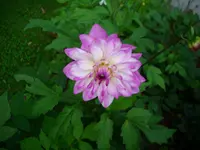 DSCI0645.webp
