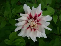 DSCI0646.webp