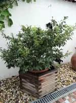 DSC01550.webp
