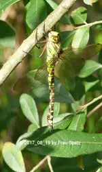 Libelle grün P1060785.webp