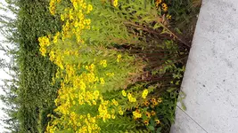 20170819_111229.webp