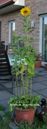 Sonnenblume P1060793.webp