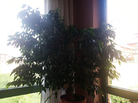 ficus aug.17-01.webp