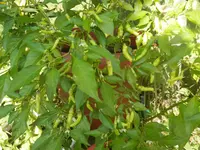P8190489.webp