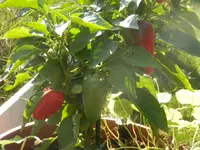 P8190490.webp