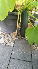 Zuchini im Topf.jpg