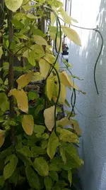 Meterbohne.webp