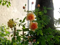 IMG_8964.webp