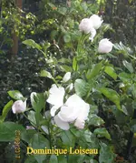IMG_8968.webp