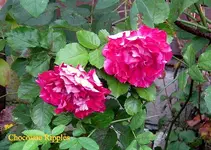 IMG_8971-001.JPG
