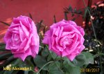 IMG_8980.JPG