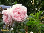 IMG_8982.JPG