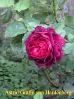 IMG_8983.JPG