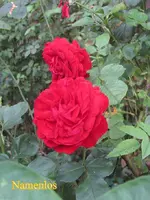 IMG_8986.JPG