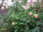 IMG_8988.JPG