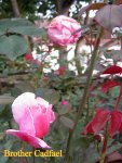 IMG_8989.JPG