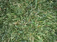 IMG_9692.webp