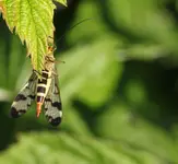 Skorpionfliege.webp
