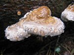 001_1024x768.JPG