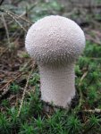 003_576x768.JPG