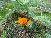 koralle_1024x768.webp