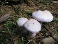schleierling_1024x768.webp