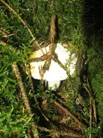 versteckt_576x768.webp