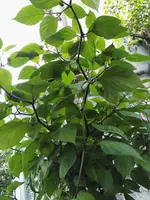 IMG_20170821_160259.webp