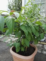 IMG_20170821_160134.webp