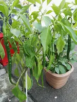 IMG_20170821_160211.webp