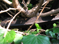 efeuwand3.webp