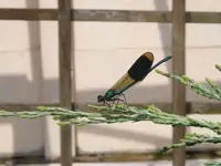 Libelle2.webp