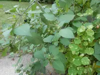 P8200475 (2).webp