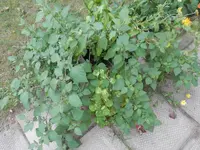 P8200474 (2).webp