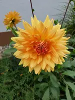 Dahlie Ludwig Helfert 1.webp