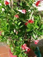 P1010531.webp