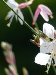 Gaura.jpg