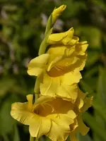 Gladiole.webp