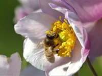 Herbstane. mit Biene.webp