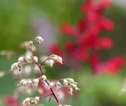 Heuchera.webp