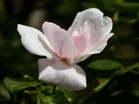 KleRo will blühen.webp