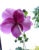 Prinz Heinrich  v.u..webp