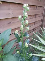 P1010767aconitum cammerum bicolor.webp