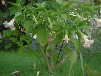 P1010765tb.webp