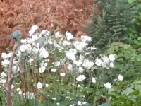 P1010763meise.webp