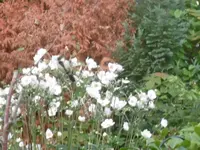 P1010762meise.webp