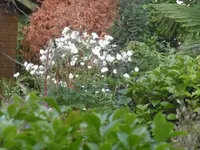 P1010761meise.webp